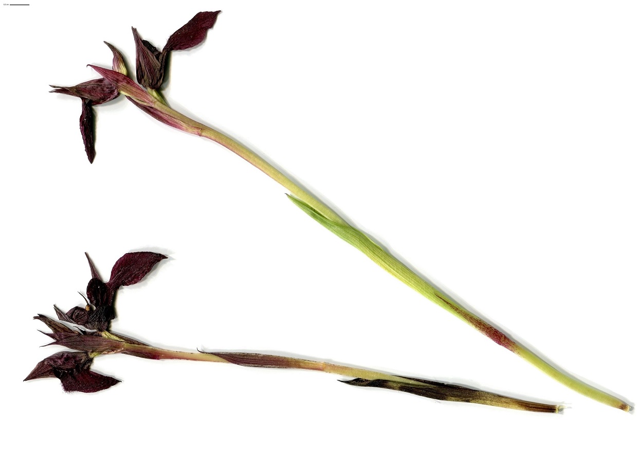 Serapias cordigera (Orchidaceae)